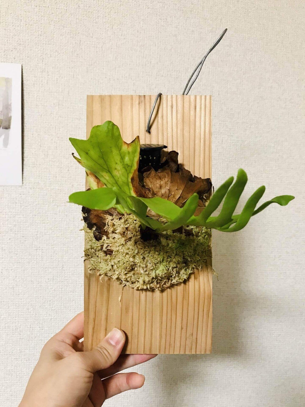楽天市場】(現品) ビカクシダ コロナリウム 'シンシン' (No