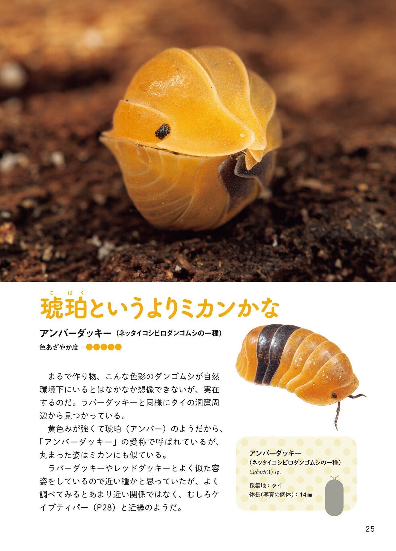 アンバーダッキー 50個体 ダンゴムシ