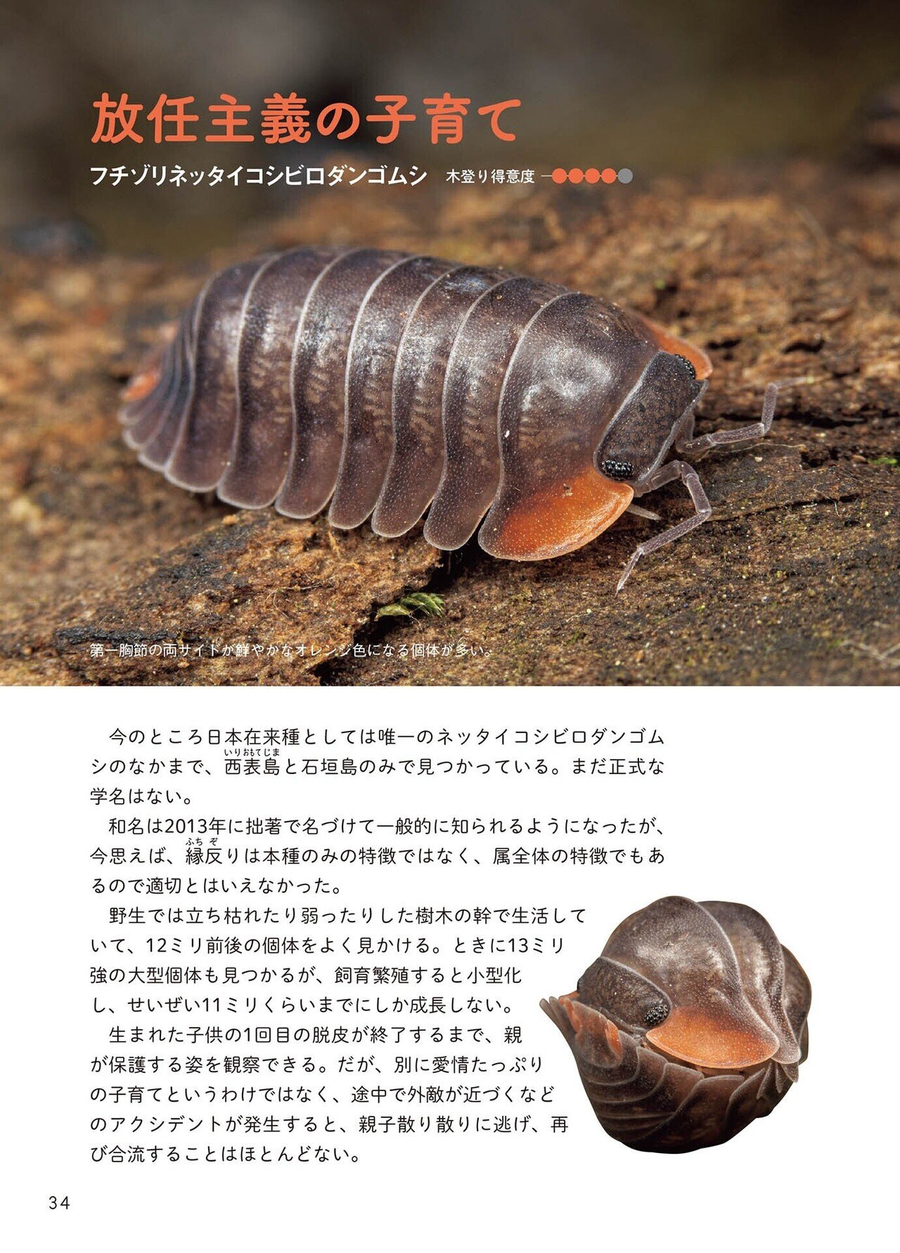 子育ては放任主義「フチゾリネッタイコシビロダンゴムシ」…世界中の