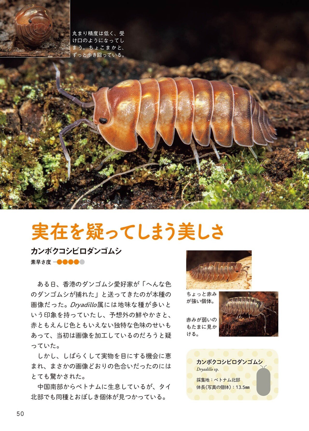 ダンゴムシ ワラジムシ」GW 増量 企画コシビロダンゴムシ レッドスカート 10匹＋5匹 計15匹(即決さらに5匹＋) | ダンゴムシ 5匹 コシビロ  ワラジムシ フチゾリネッタイコシビロダンゴムシ編｜ガシャポン