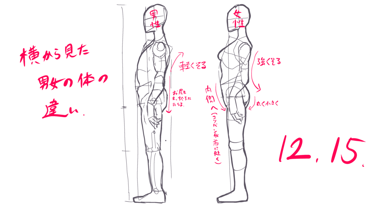 今日のイラスト 横から見た男女の体の違い めありぃ Note