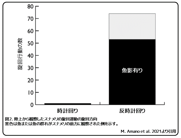 陸奥湾産帆立貝柱ほぐし身 36缶〔代引不可〕(代引不可) - 缶詰