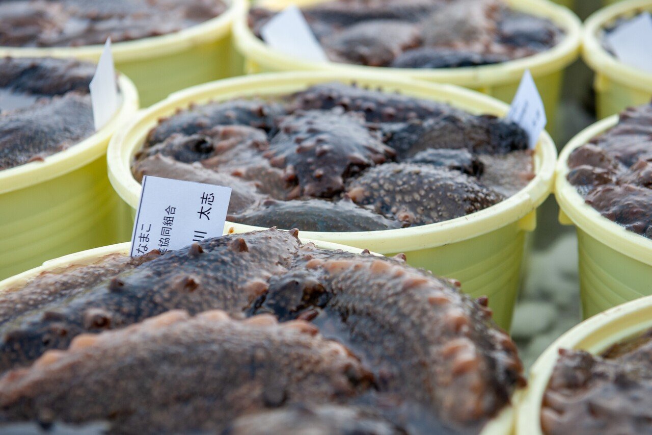 年末のわずかな期間にだけ行われる “ヨコハマ”高級ナマコ漁 【ニッポン