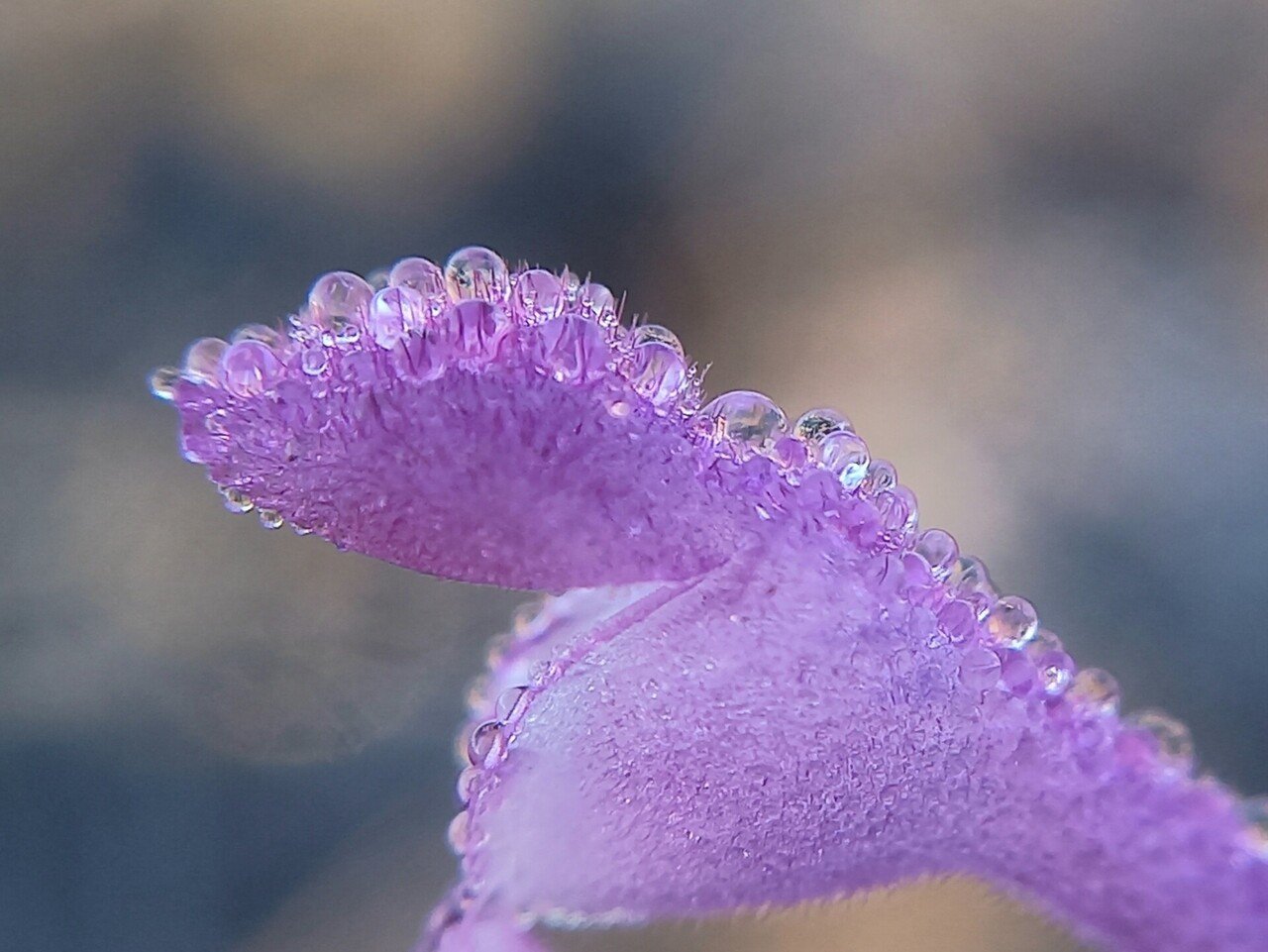 散策中に遭遇したホトケノザと雫たち 柘榴 Note