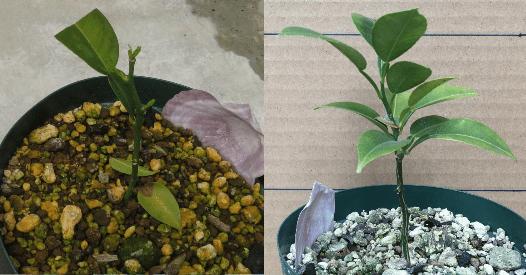 柚子の挿し木 その後 2年目 の成長 和花奈の種から栽培 Note