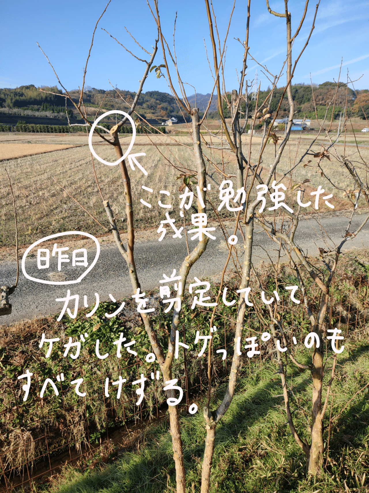 カリンの剪定 ひろせ しゅんじ のんびり農園 Note カリンの剪定 ひろせ しゅんじ のんびり農園 Note