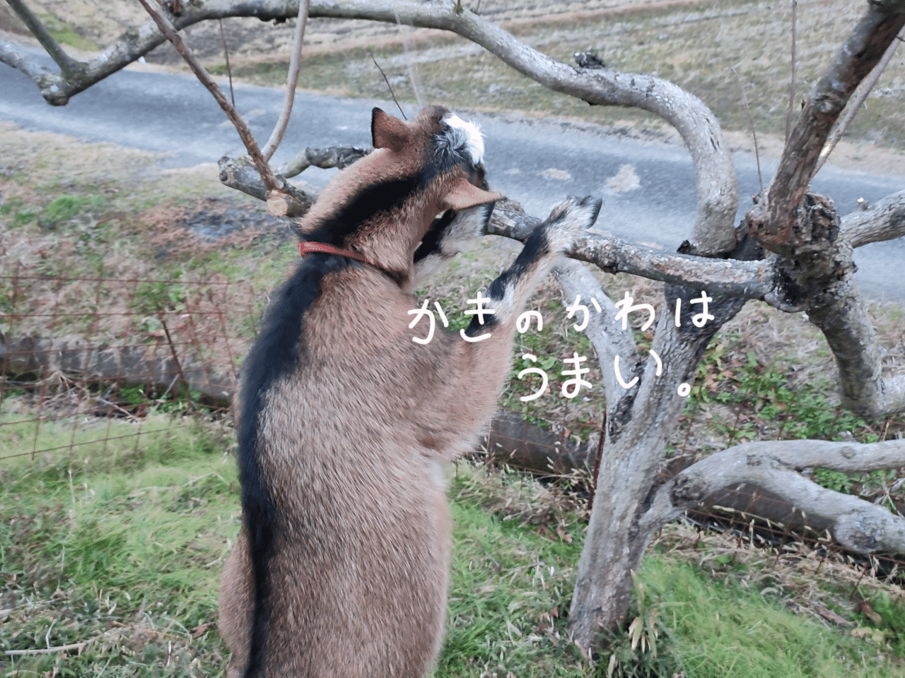 カリンの剪定 ひろせ しゅんじ のんびり農園 Note カリンの剪定 ひろせ しゅんじ のんびり農園 Note