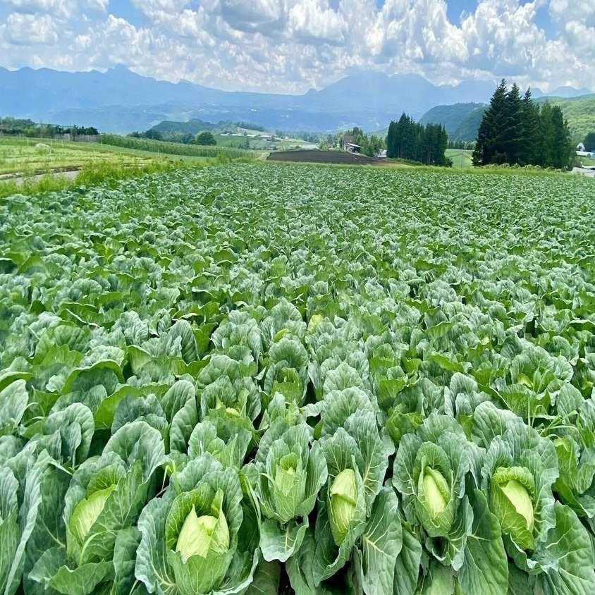 キャベツ太郎の謎｜pirokichi