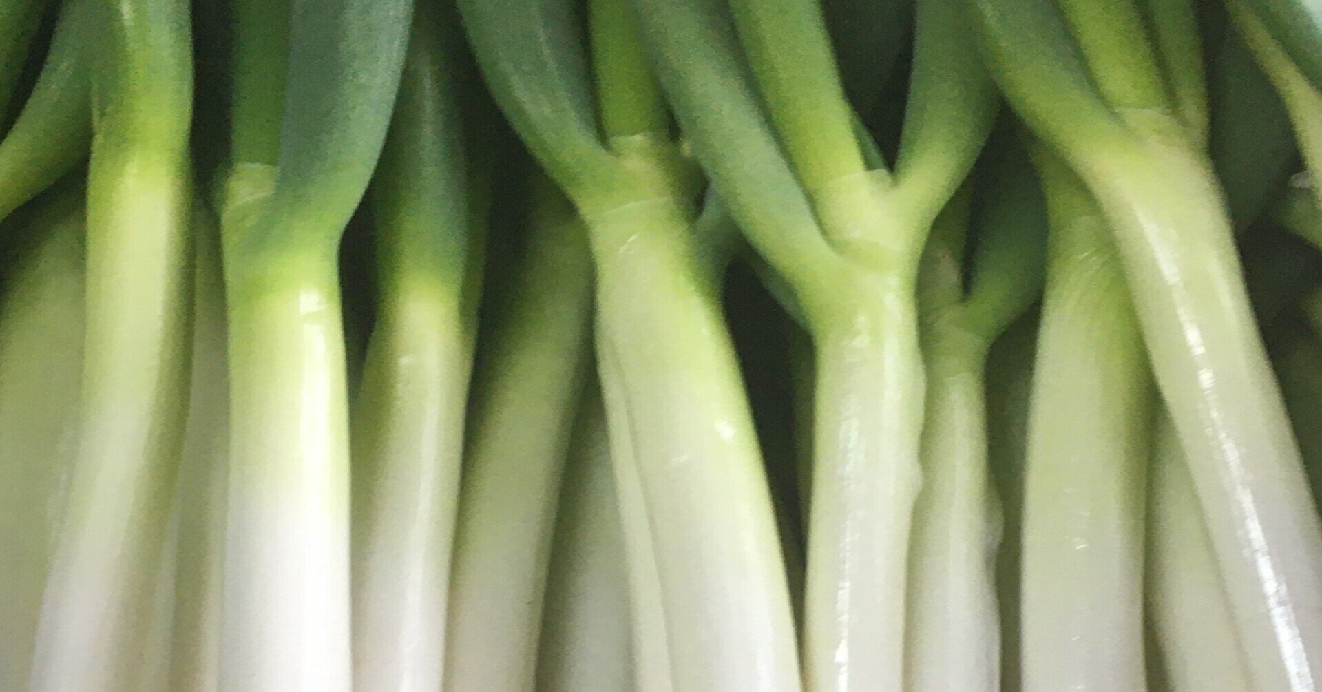 白ネギを単独で経営安定させたい Sakirin 農業と育児イラストコラム Note 白ネギを単独で経営安定させたい Sakirin 農業と育児イラストコラム Note