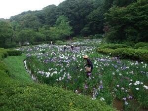 花しょうぶ