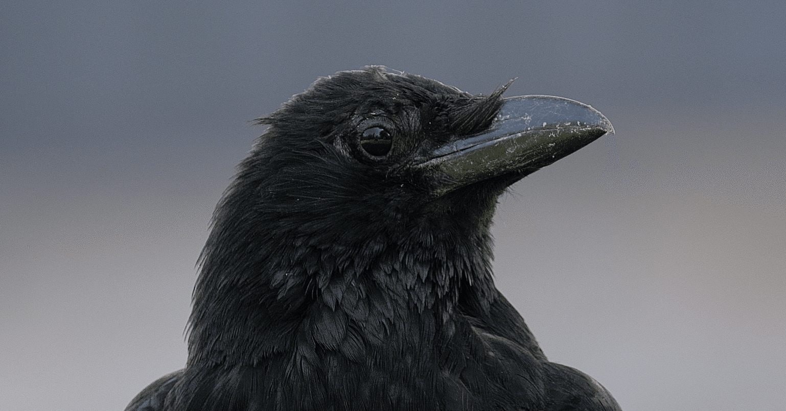 カラスはカッコいい てことで一句 中岡 はじめ Note