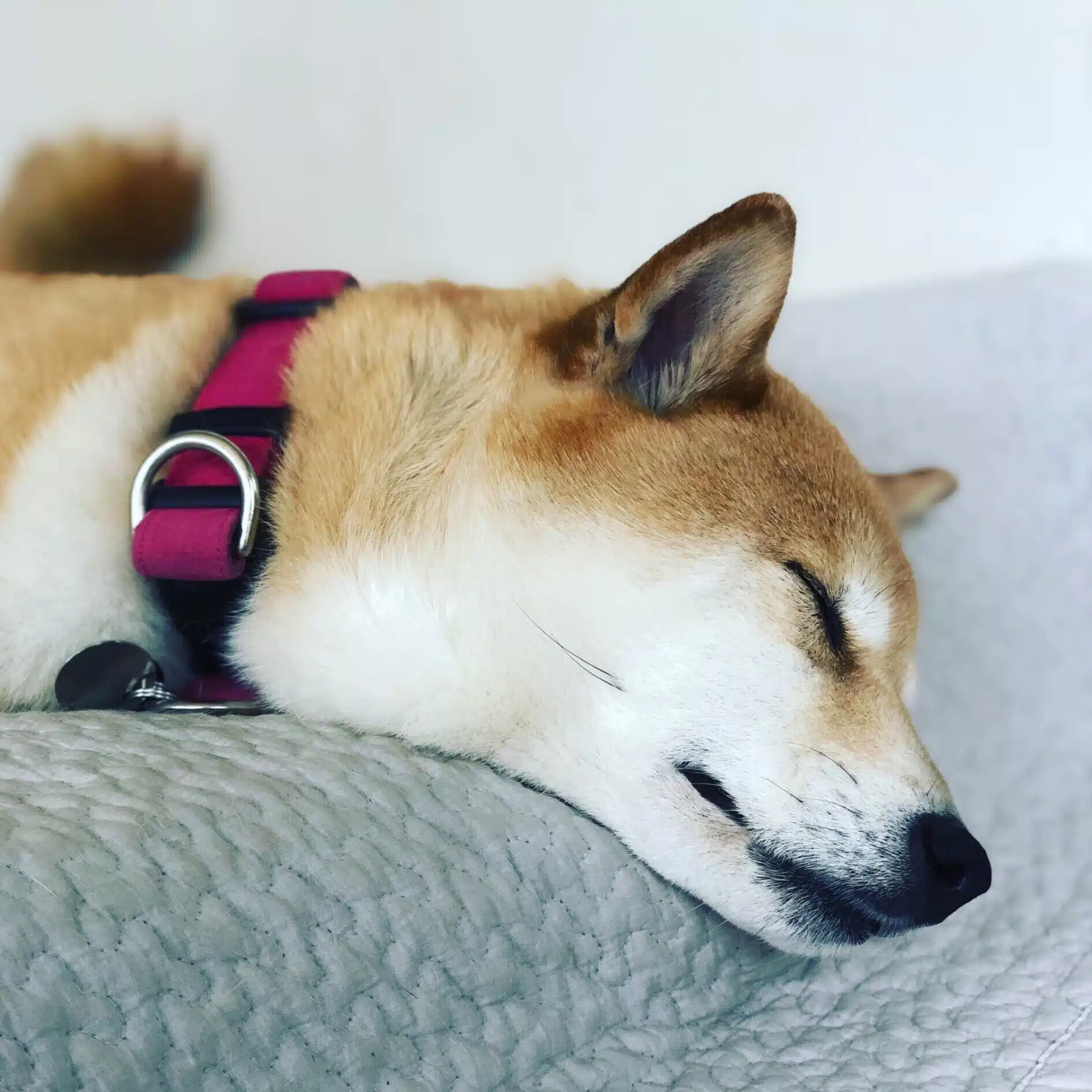 はなこ