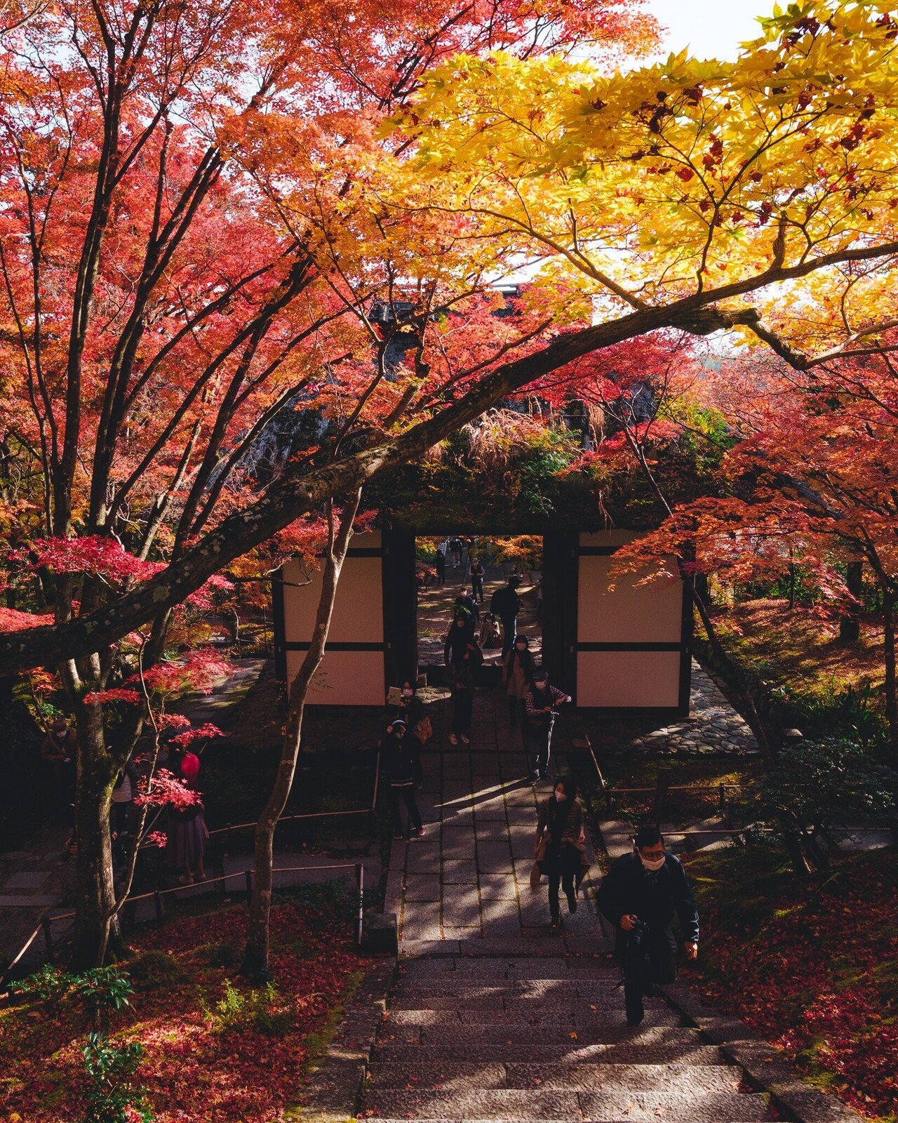 風景画「紅葉の常寂光寺Ⅱ」油彩画 F10 京都・嵯峨野 張りキャンバス・額なし 風景画「紅葉の常寂光寺Ⅱ」油彩画 F10 京都・嵯峨野 張り