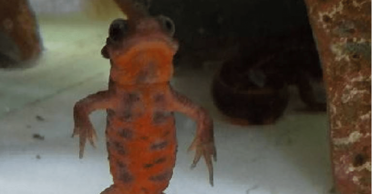 イベリアトゲイモリ の新着タグ記事一覧 Note つくる つながる とどける イベリアトゲイモリ の新着タグ記事一覧 Note つくる つながる とどける