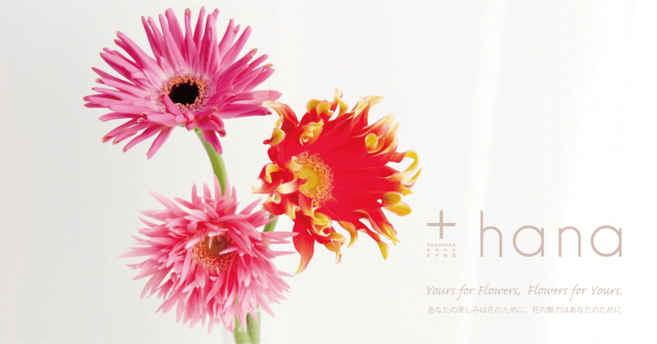 蕾もキュートなガーベラは まっすぐな茎をいつも綺麗に ガーベラのお手入れのコツ Hana タスハナ サステナブルな花の定期便 Note