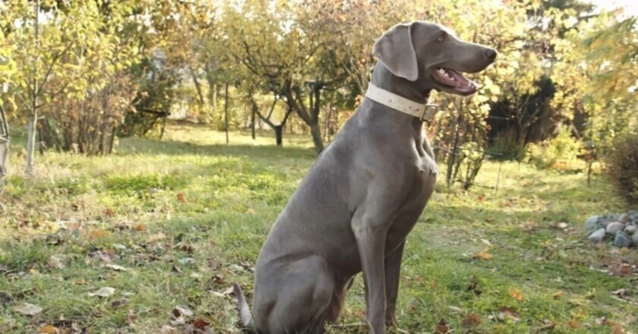 ペットの埋葬方法 Npo法人 大樹の輪 サニープレイス松戸 Note ペットの埋葬方法 Npo法人 大樹の輪 サニープレイス松戸 Note