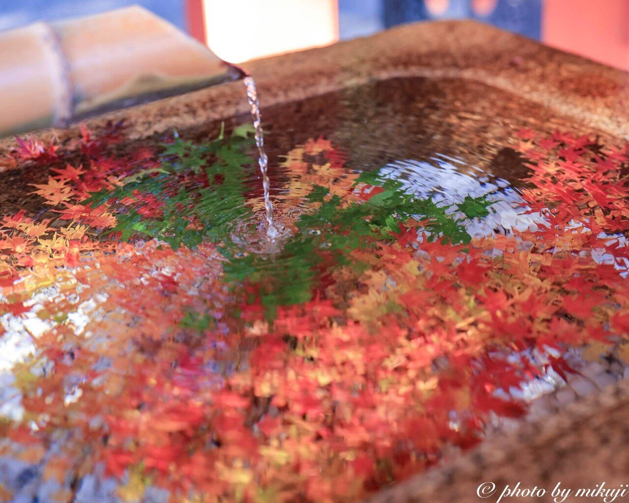 もみじの花手水 ミクジ Note
