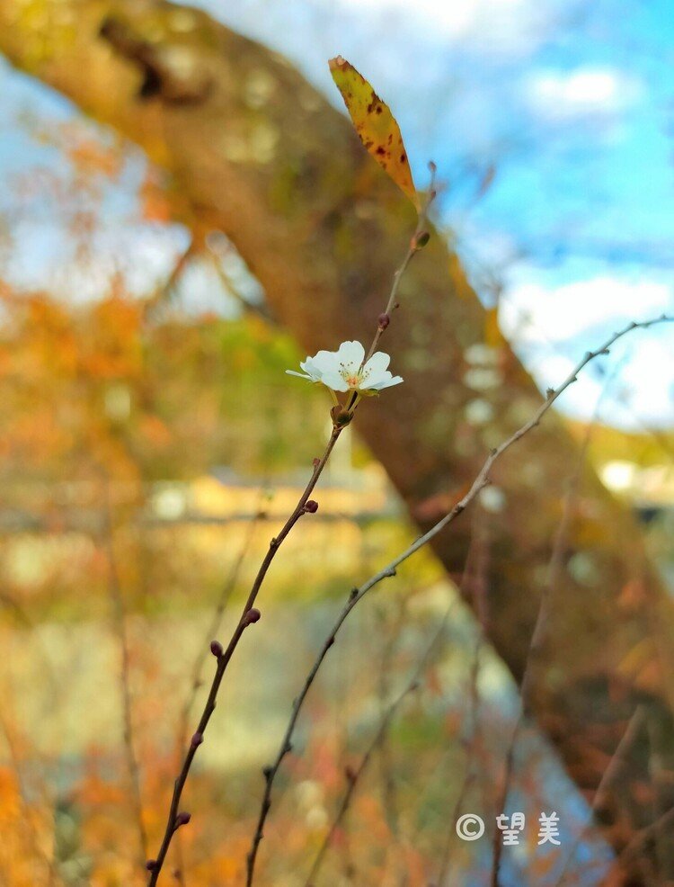 1輪のユキヤナギの花の先で、最後のひと葉が見守ってくれていました( *´艸｀)🌼*･🍂