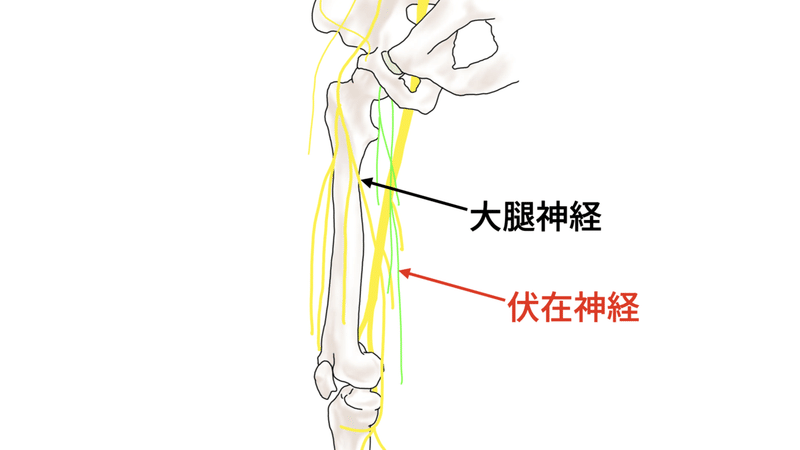 伏在神経ex.001