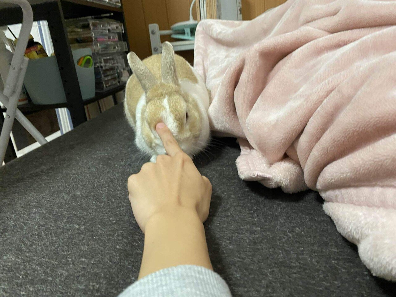 これは下僕の手の短さを理解できないうさぎさん 撫デロ ナンデ指一本 ナンデぷるぷる震エテルンダ 遠いんだよぉぉおお お互い歩み寄りを知らないよね うさぎ 可愛い あと5歩前に来て オマエ あーーの Note これは下僕の手の短さを理解できないうさぎさん 撫デロ ナンデ指一本 ナンデぷるぷる震エテルンダ 遠いんだよぉぉおお お互い歩み寄りを知らないよね うさぎ 可愛い あと5歩前に来て オマエ あーーの Note