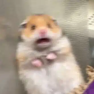 ハル