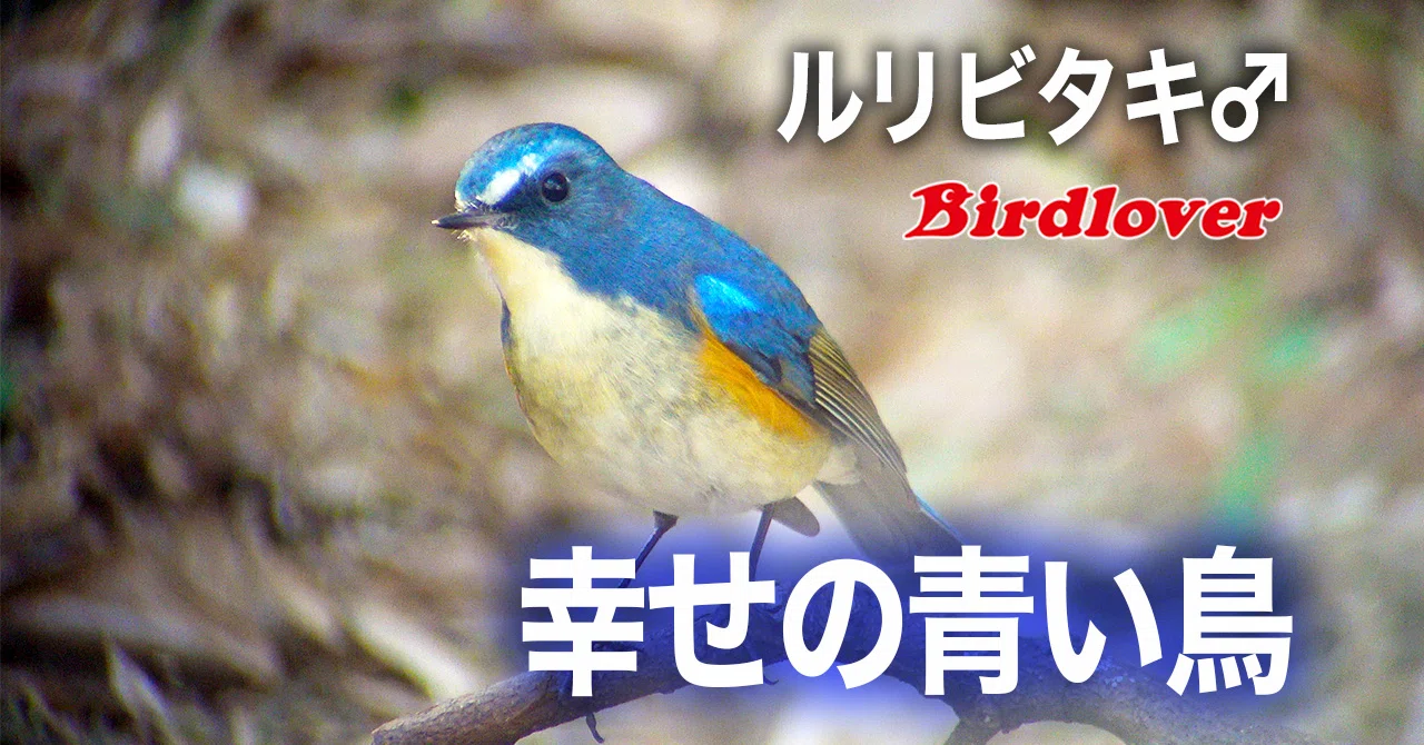 幸せの青い鳥に遭遇｜Birdlover