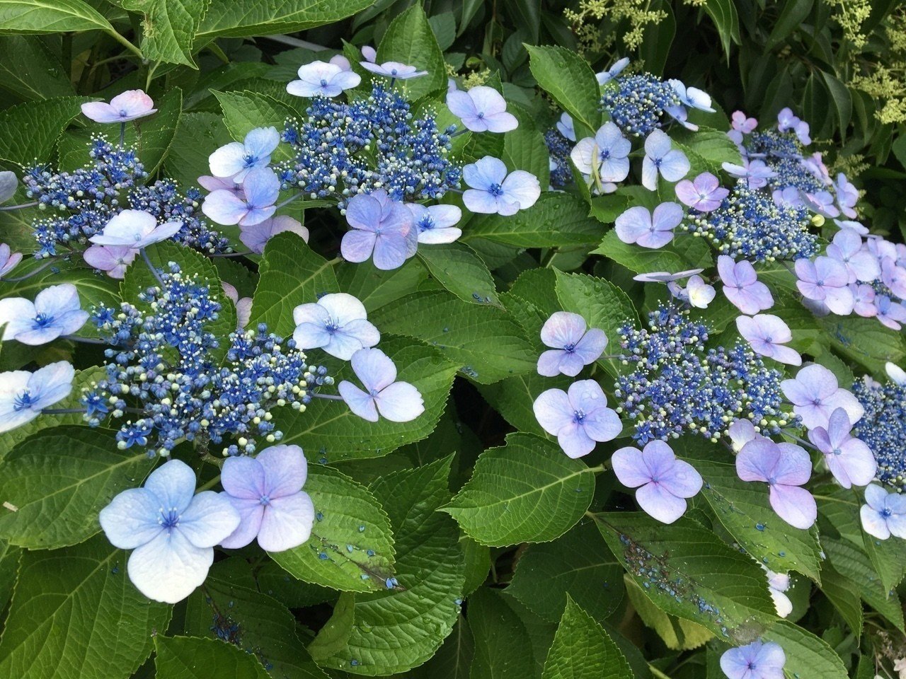 あじさいにおもうところ 地名好き Note あじさいにおもうところ 地名好き Note