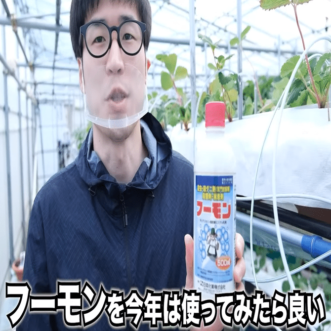 農薬だけに頼らないイチゴ栽培 イチゴのハダニ対策を解説 井上寅雄農園 井上隆太朗 Note