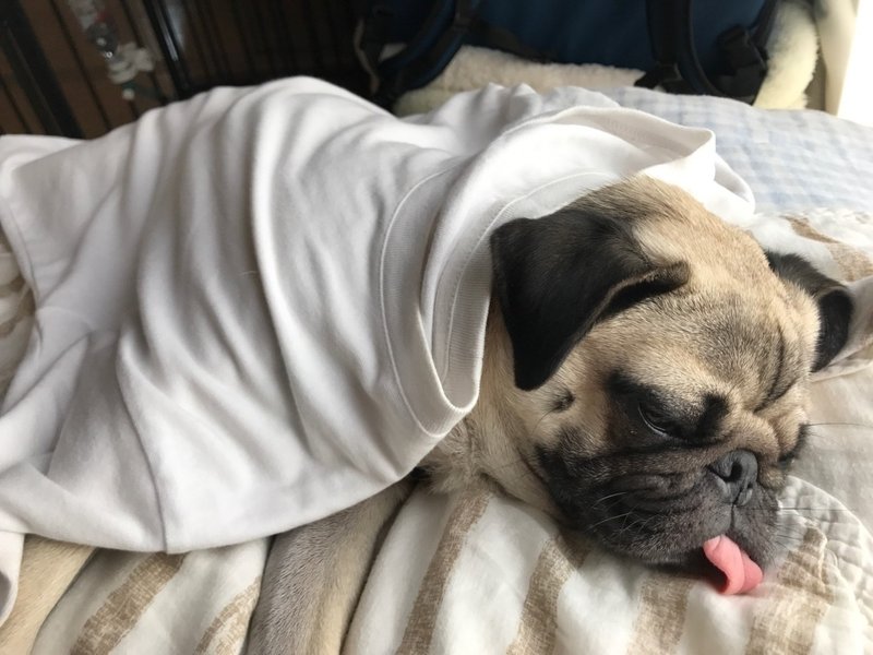 吠えない犬は犬じゃないんだ パグ ピースvol 19 ケンスケ コバヤシ パグ ピース Note 吠えない犬は犬じゃないんだ パグ ピースvol 19 ケンスケ コバヤシ パグ ピース Note