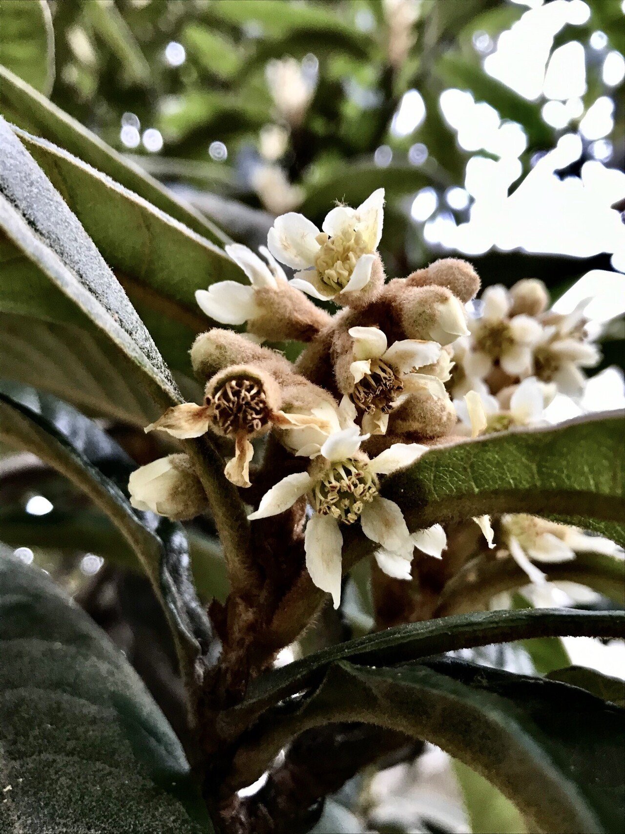もふもふと温げなるかな枇杷の花 もふもふと ぬくげなるかな びわのはな この花も 冬の季節を告げるお花の一つですね よく見ると細かい産毛が一杯生えていて 何やらモフモフしていて温かそうに見え アッシュ Note