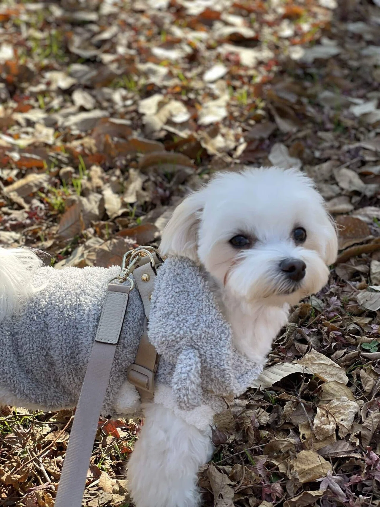 寒いけど 楽しい 暑いより好きだよ マルチーズ 犬のいる生活 犬のいる暮らし 我が家のペット自慢 こふく部長 鈴麻呂 Note