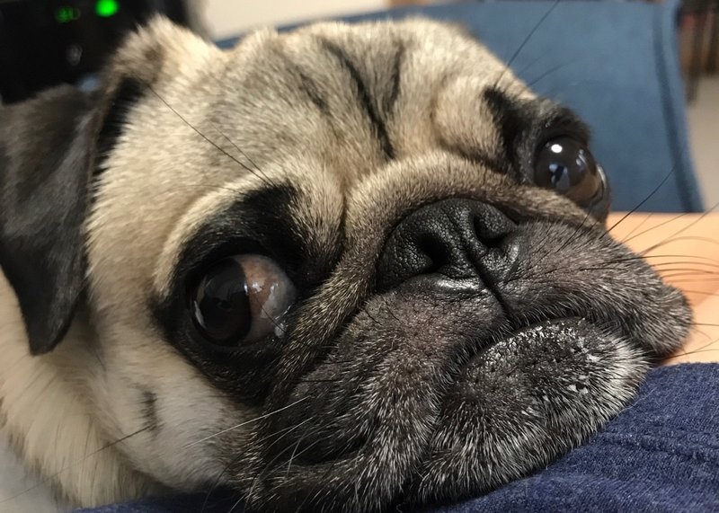 吠えない犬は犬じゃないんだ パグ ピースvol 19 ケンスケ コバヤシ パグ ピース Note 吠えない犬は犬じゃないんだ パグ ピースvol 19 ケンスケ コバヤシ パグ ピース Note