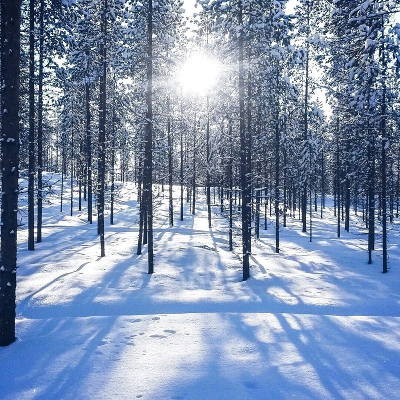 ②冬の森の朝日