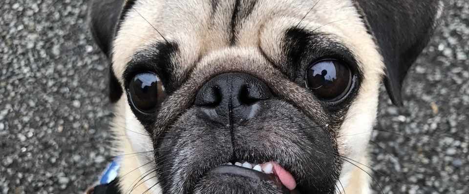 吠えない犬は犬じゃないんだ パグ ピースvol 19 ケンスケ コバヤシ パグ ピース Note
