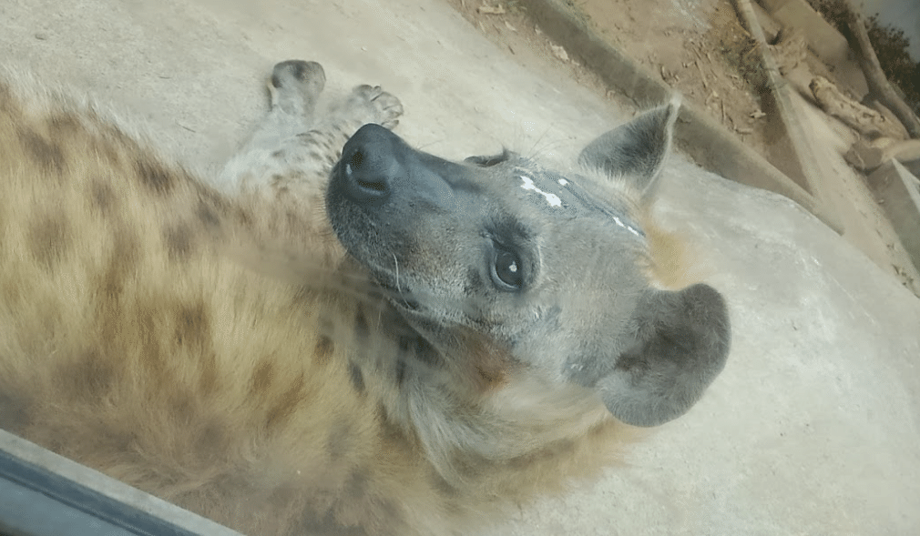 貴重！高品質 ブチハイエナの頭骨 A（鼻甲介有）