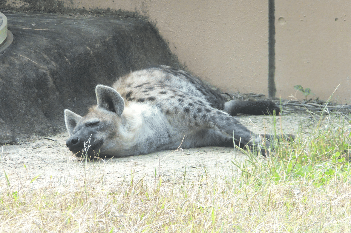 ハイエナについて Coqua Note ハイエナについて Coqua Note