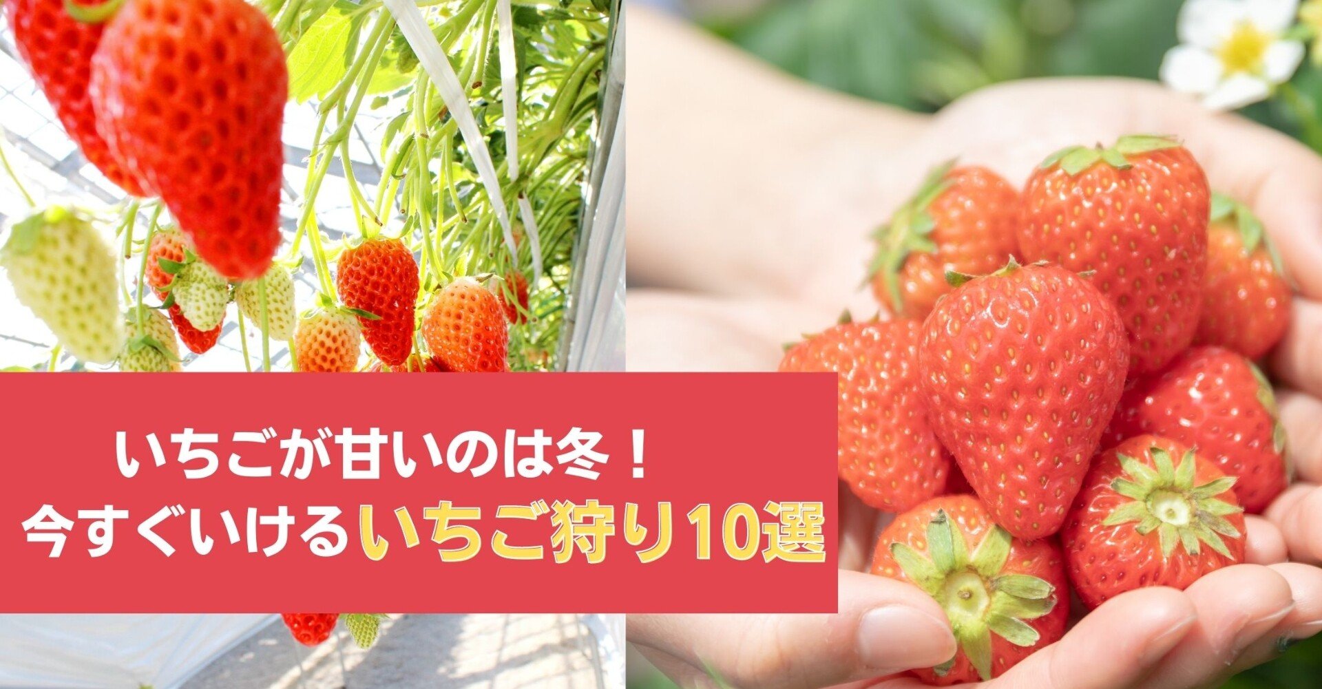 イチゴは冬が一番甘い 今すぐ都内から行けるイチゴ狩り10選 ミサキ フルーツ伝道師 Note