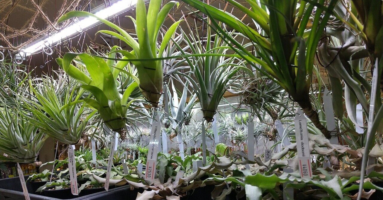チランジア入荷リスト12/10｜NatureGarden🌿神田