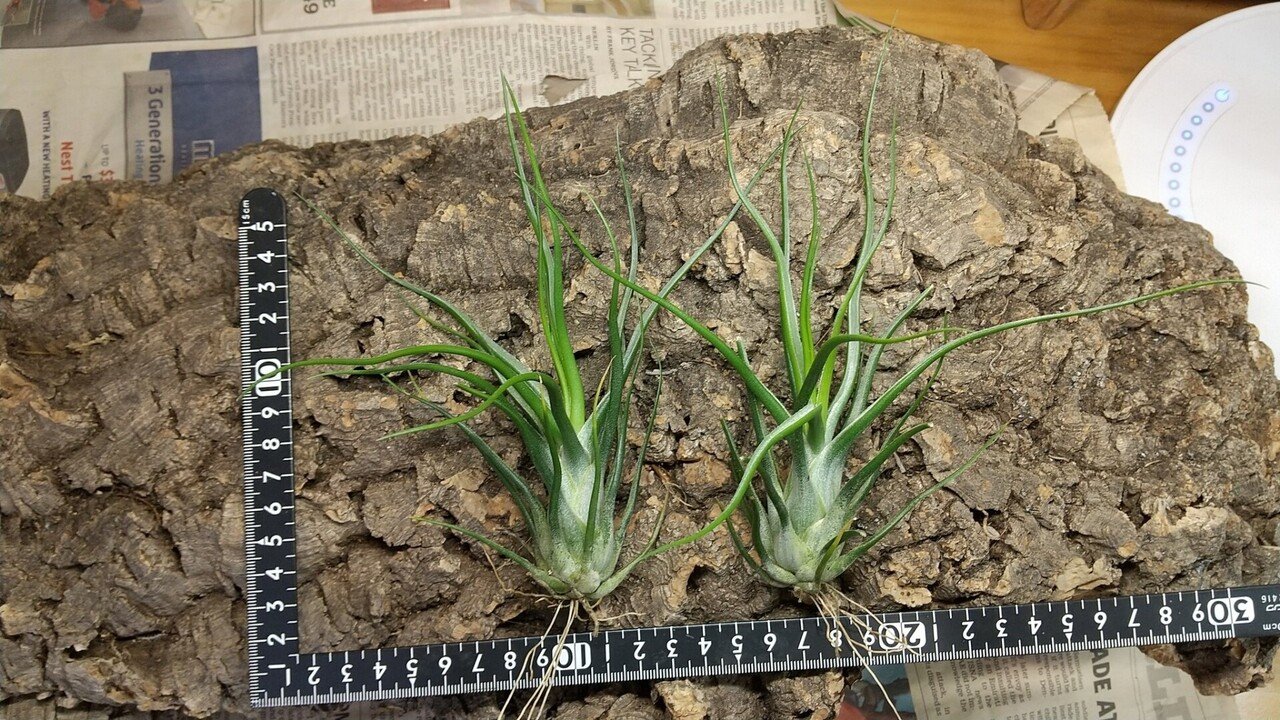 チランジア入荷リスト12/10|NatureGarden🌿神田 チランジア入荷リスト12/10|NatureGarden🌿神田
