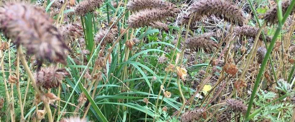 クリムゾンクローバー種採り Shanthi Usui Note