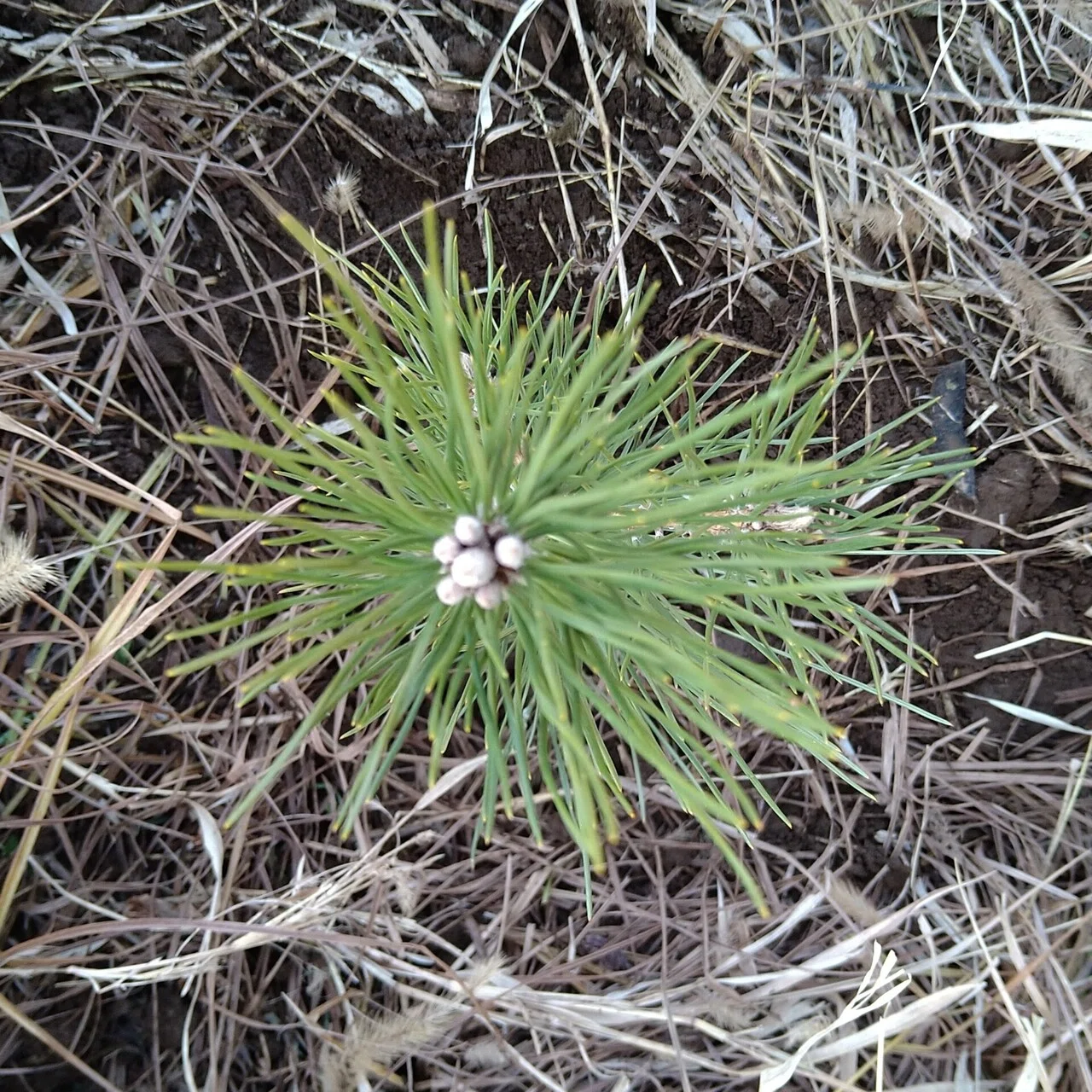 松の木 Pine Tree エデン農園の真ん中に小さな松が2本、自然に生えてきました。 松の木の花言葉は「不老長寿」、樹齢が数百年になるほど ...