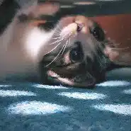 ﾘ