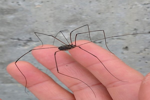 ザトウムシ の新着タグ記事一覧 Note つくる つながる とどける