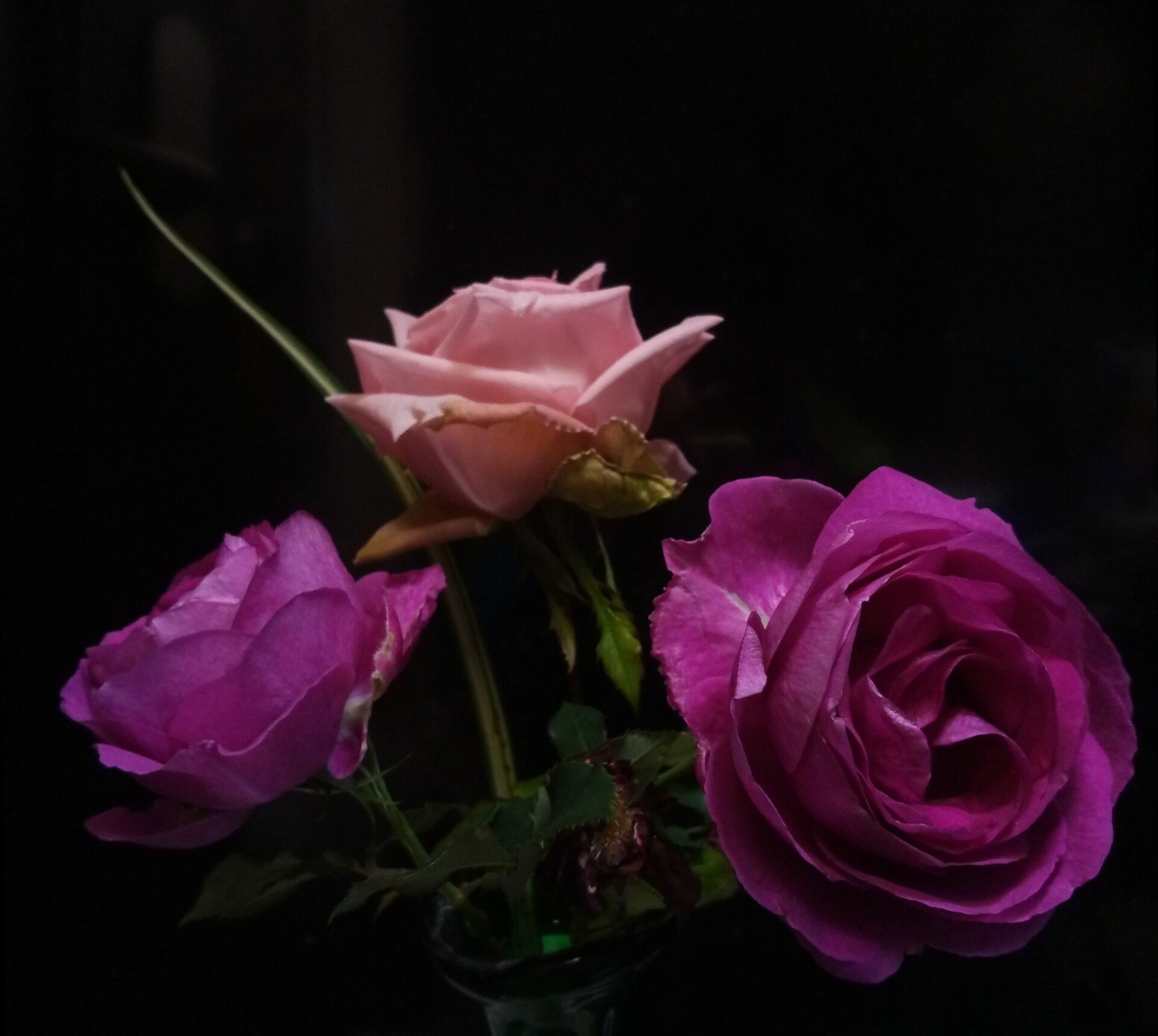 バラ育成者に使ってほしいバラ香水｜🍬🏴Raine Caca🏴🍬