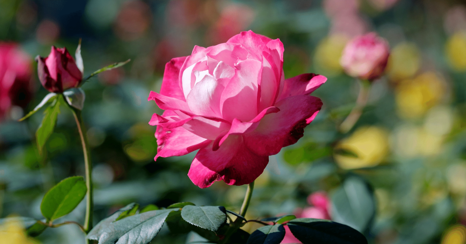 楽しい人生を送るには あなたと Note