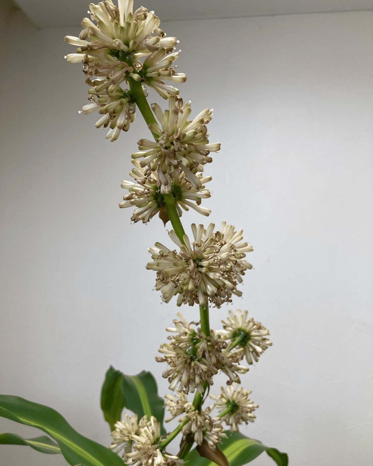 ドラセナの花 晴栄 Note ドラセナの花 晴栄 Note