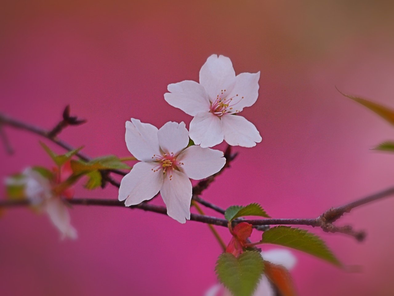 豆桜が咲く頃 岸見一郎 Note