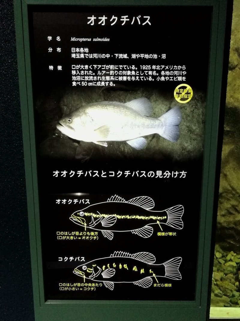 さいたま水族館へ行ってくる 白イタチ Note