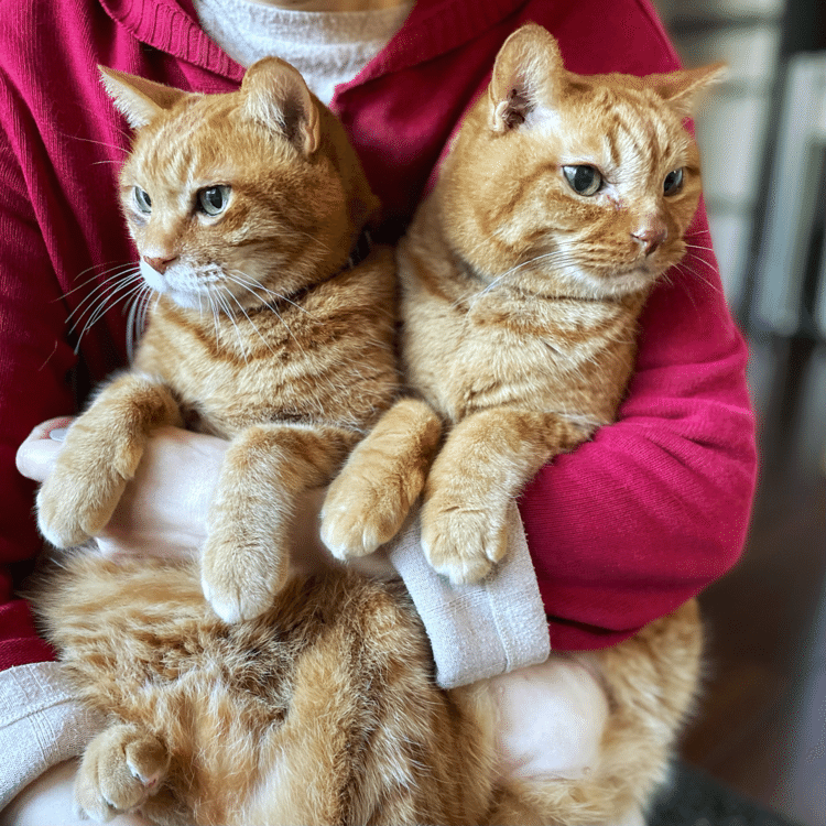 ダブル抱っこは猫が2倍。ということはモフモフ感も2倍、あったかさも2倍になってこの時期は最高です。でも重さも2倍に、うちの子一人約６キロ、ママは毎回「重たいー」と嘆きます。