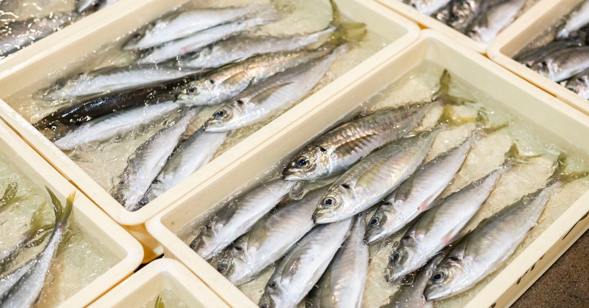 おいしいが一番 新鮮 旬の新拠点 富山ステーションシティ Note